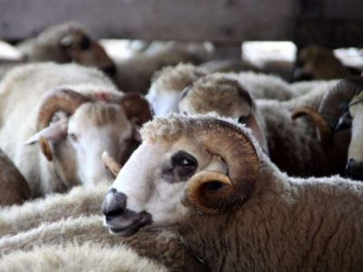 1207_kurban_bajram_AA08