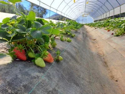 jagoda-plastenik-1536x1152