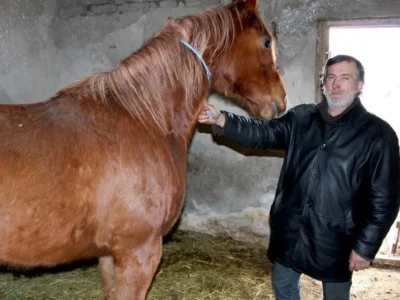 konj-i-ibro-jpg